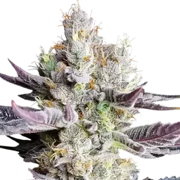 BooBerry Cookies RBX