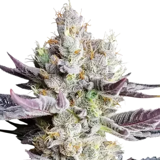 BooBerry Cookies RBX