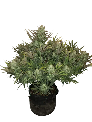 Gorilla Auto