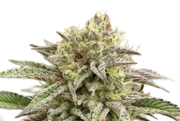 Break-Up Cake Auto