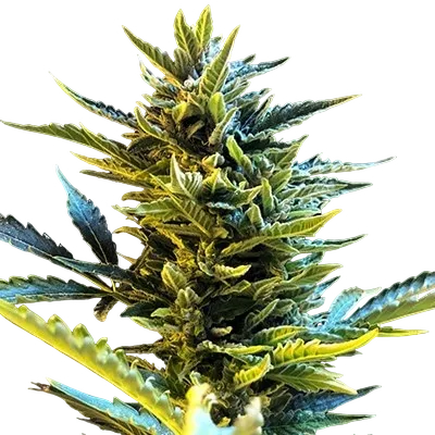 Bride Cake Auto