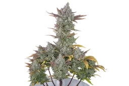 Gorilla Cookies Auto