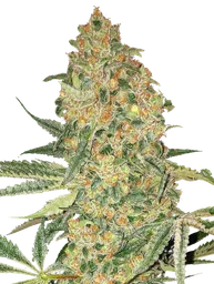 Bruce Banner