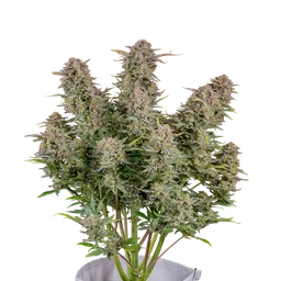 Bruce Banner Auto