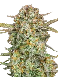 Bruce Banner XXL Auto
