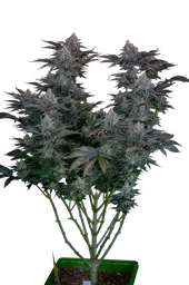 Gorilla Cookies FAST