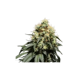 Bruce Lemon Diesel