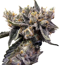 Bruised Banana