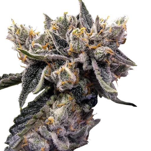 Bruised Banana