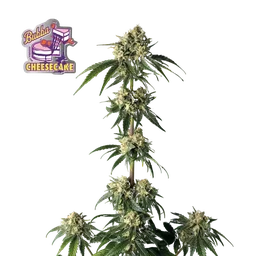 Bubba Cheesecake