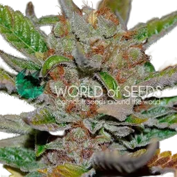 Bubba Haze