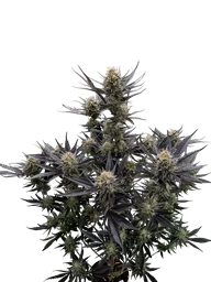 Guava Auto
