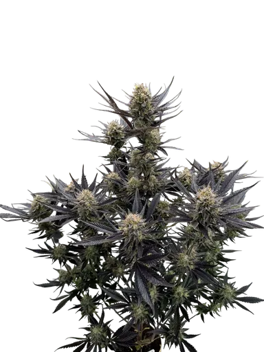 Guava Auto
