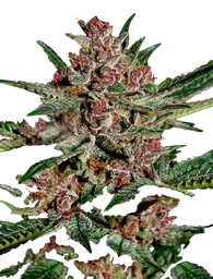 Bubba Kush