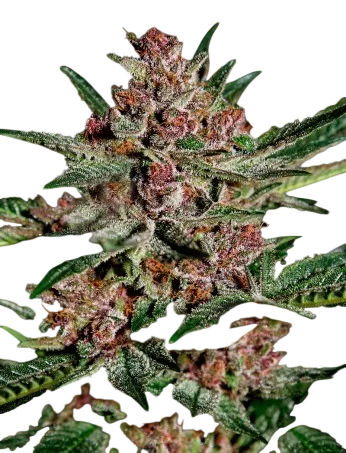 Bubba Kush