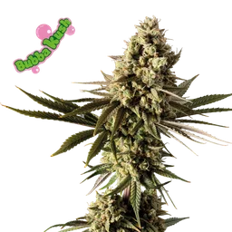 Bubba Kush