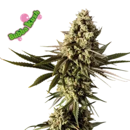 Bubba Kush