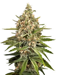 Bubba Slush