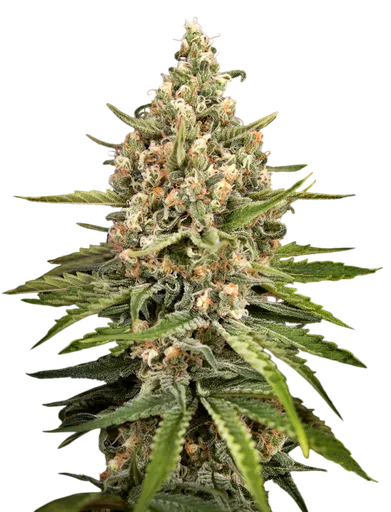Bubba Slush