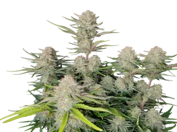 Apricot Auto