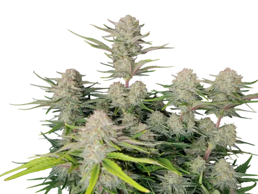 Apricot Auto