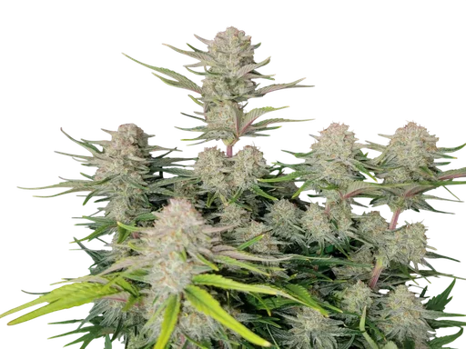 Apricot Auto