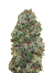 Bubble Gum
