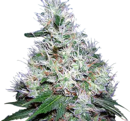 Bubble Gum