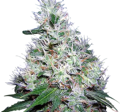 Bubble Gum