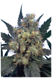 Bubble Gum