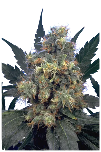 Bubble Gum