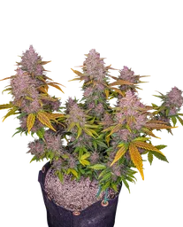 LSD-25 Auto