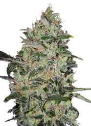 Bubble Gum FAST