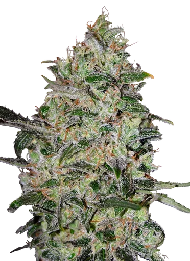 Bubble Gum FAST