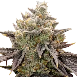 Bubble Gummy Auto