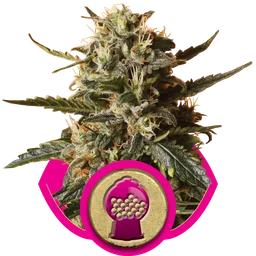 Bubblegum XL