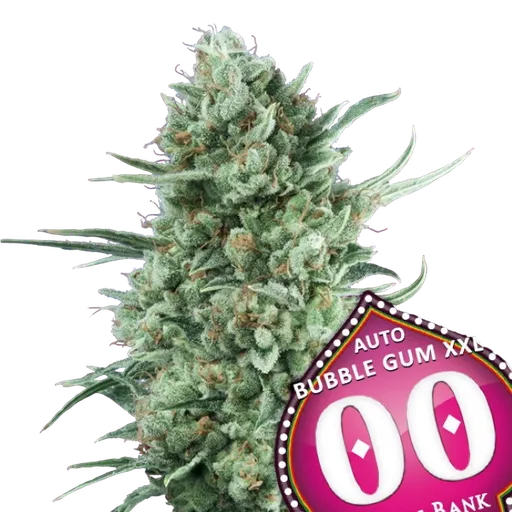 Bubble Gum XXL Auto