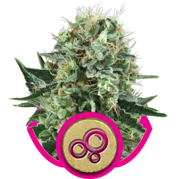 Bubble Kush