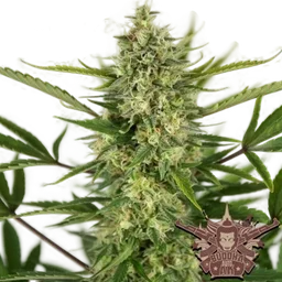 Buddha Classics AK Auto