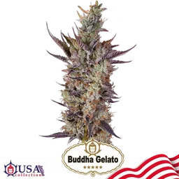 Buddha Gelato