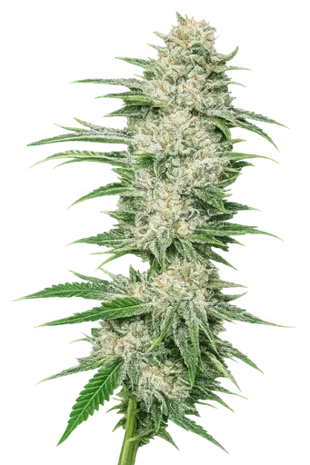 Buddha Tahoe OG