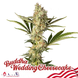 Buddha Wedding Cheesecake