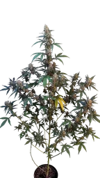 Original BubbleGum Auto