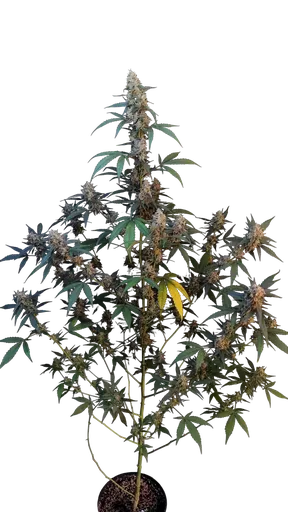 Original BubbleGum Auto