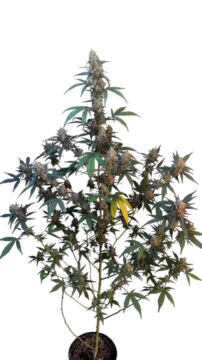Original BubbleGum Auto