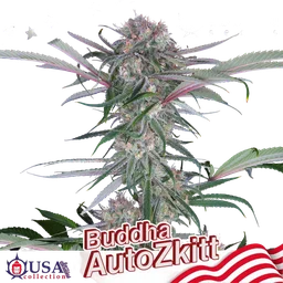 Buddha Zkittlez Auto