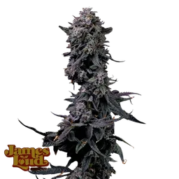 Bumpboxx Kush