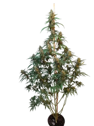 Original Cheese Auto