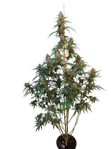 Original Cheese Auto