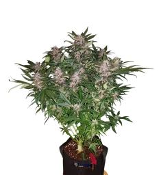 C4 Auto
